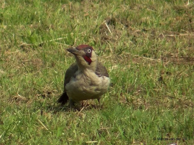 European Green Woodpecker