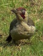 European Green Woodpecker