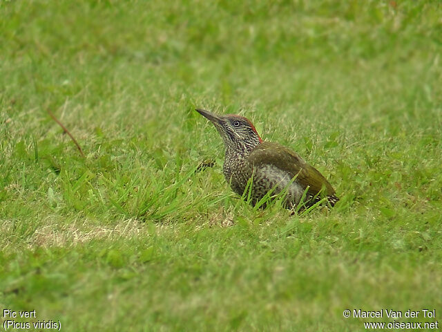 European Green Woodpecker