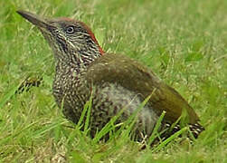 European Green Woodpecker