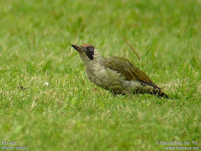 European Green Woodpecker