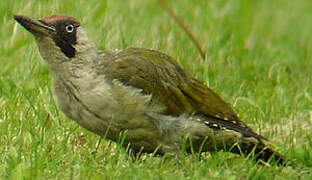 European Green Woodpecker