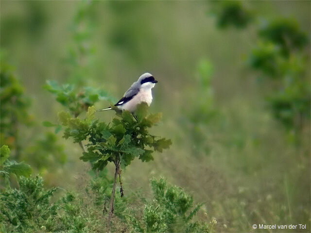 Lesser Grey Shrike