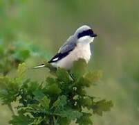 Lesser Grey Shrike