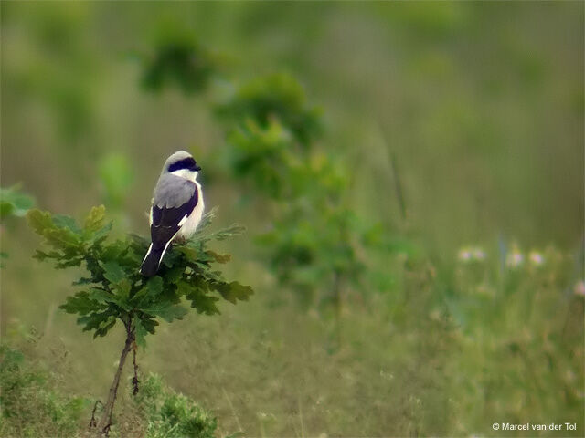 Lesser Grey Shrike