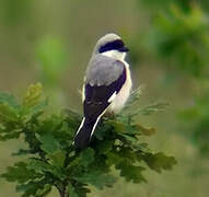 Lesser Grey Shrike