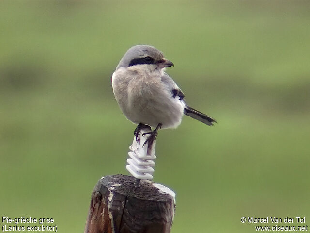 Great Grey Shrike