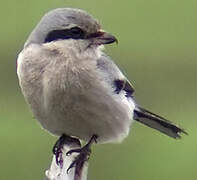 Great Grey Shrike