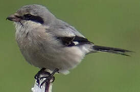 Great Grey Shrike