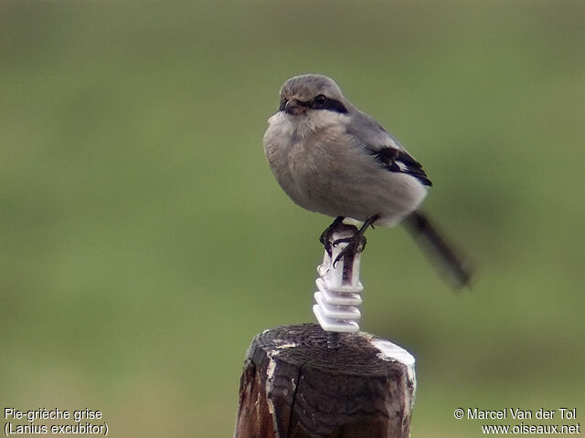 Great Grey Shrike