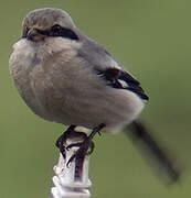 Great Grey Shrike