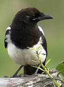 Eurasian Magpie