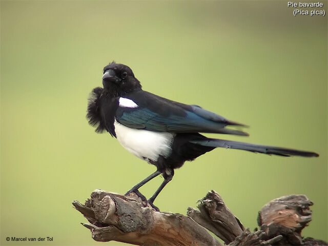 Eurasian Magpie