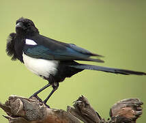 Eurasian Magpie