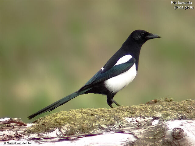 Eurasian Magpie