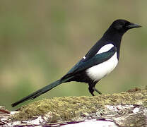 Eurasian Magpie