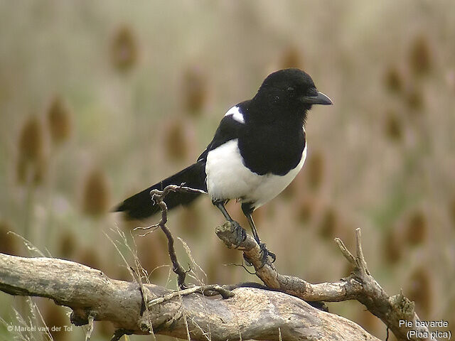 Eurasian Magpie