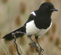 Eurasian Magpie