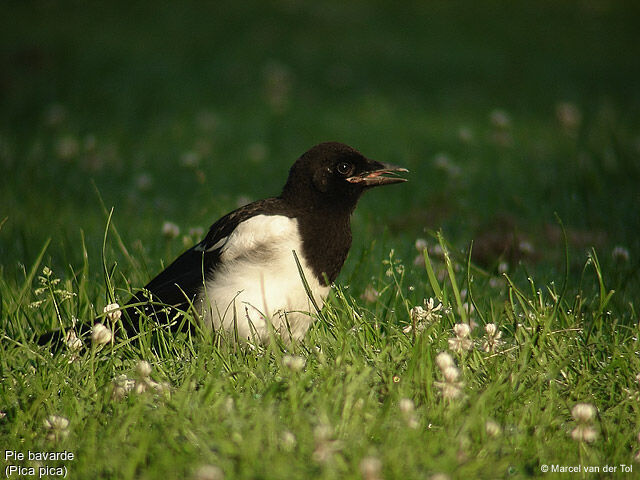 Eurasian Magpie