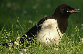 Eurasian Magpie