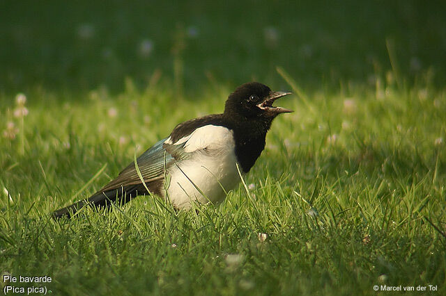 Eurasian Magpie