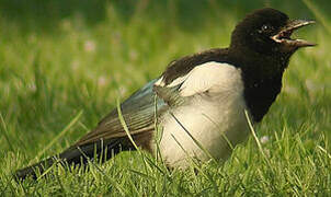 Eurasian Magpie