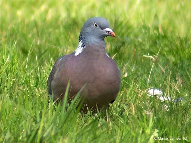 Common Wood Pigeon