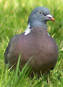 Common Wood Pigeon