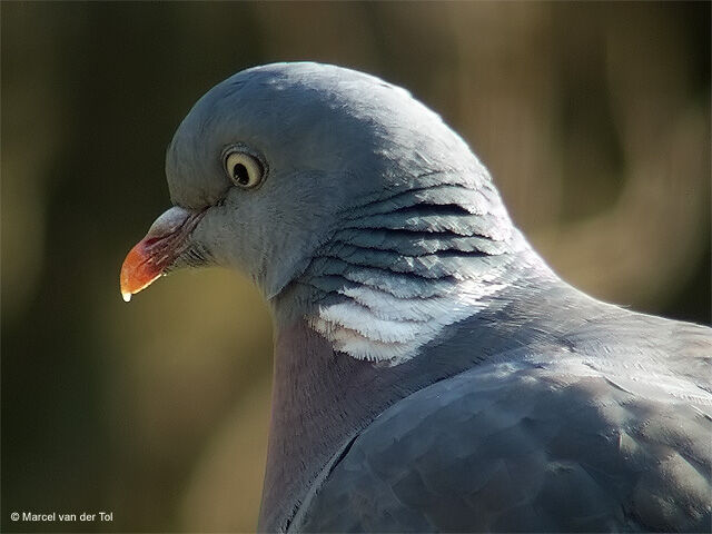 Common Wood Pigeon