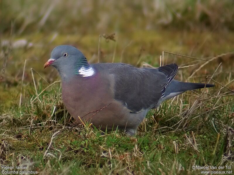 Common Wood Pigeon