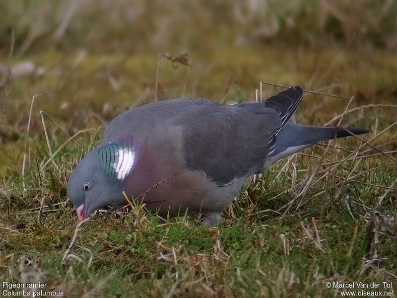 Common Wood Pigeon