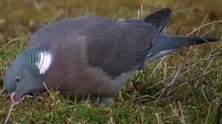 Common Wood Pigeon