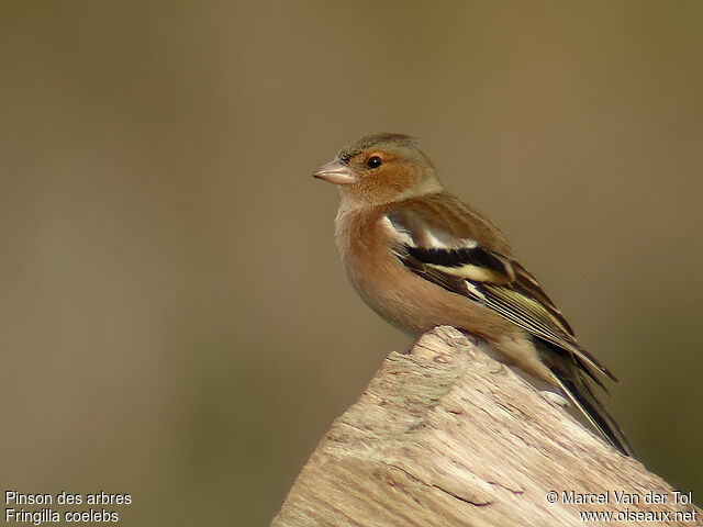 Common Chaffinch male