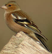 Eurasian Chaffinch