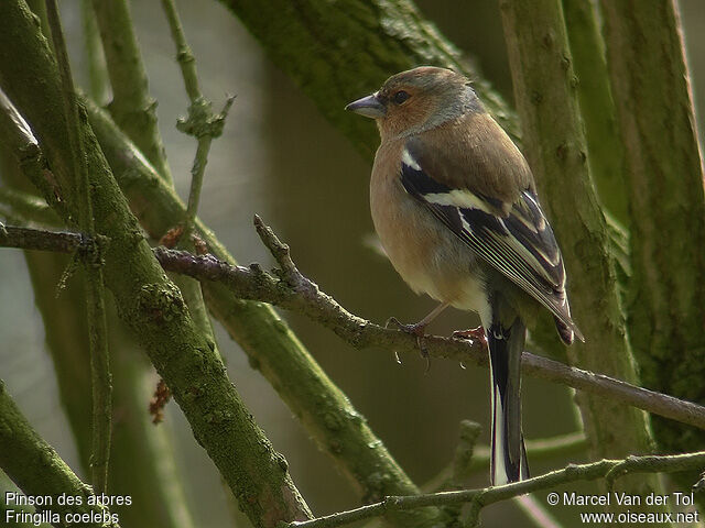 Common Chaffinch male adult