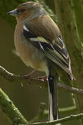 Eurasian Chaffinch