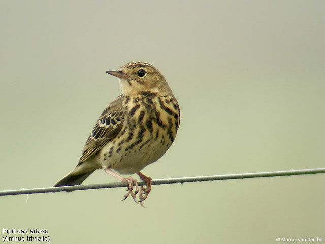 Tree Pipit