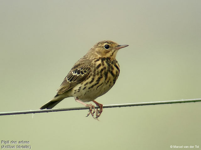 Pipit des arbres