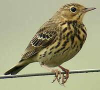 Pipit des arbres