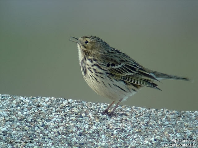 Pipit farlouse