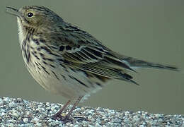 Meadow Pipit