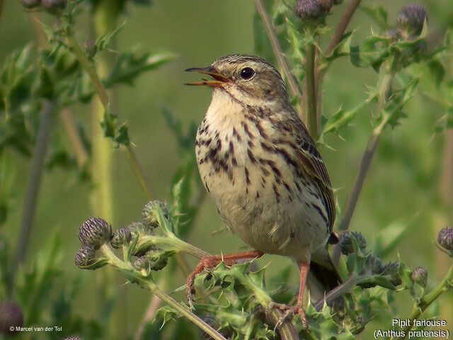 Pipit farlouse