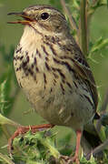 Pipit farlouse