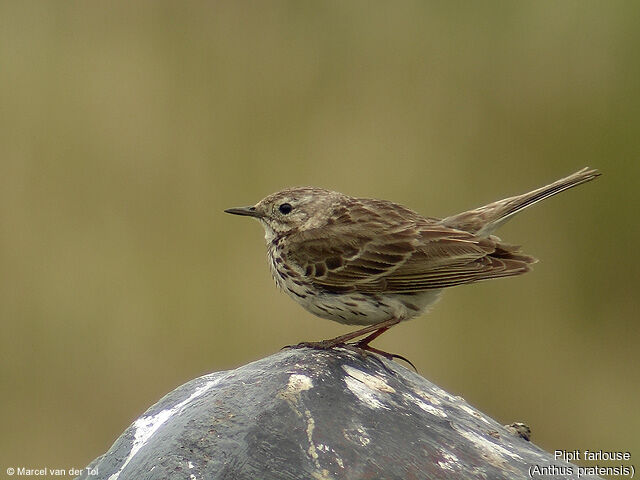 Pipit farlouse