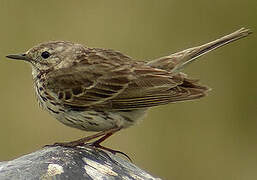 Meadow Pipit