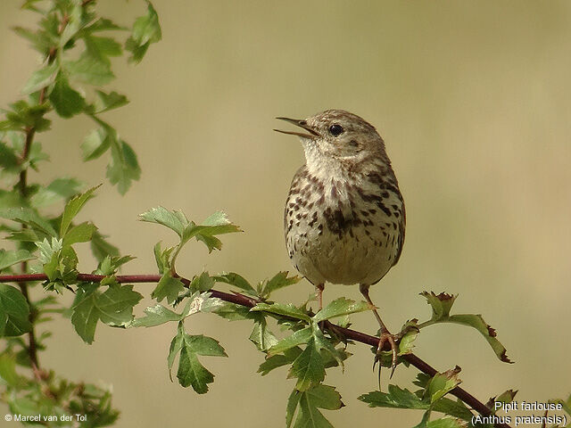 Pipit farlouse