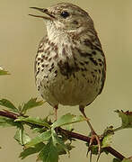 Pipit farlouse