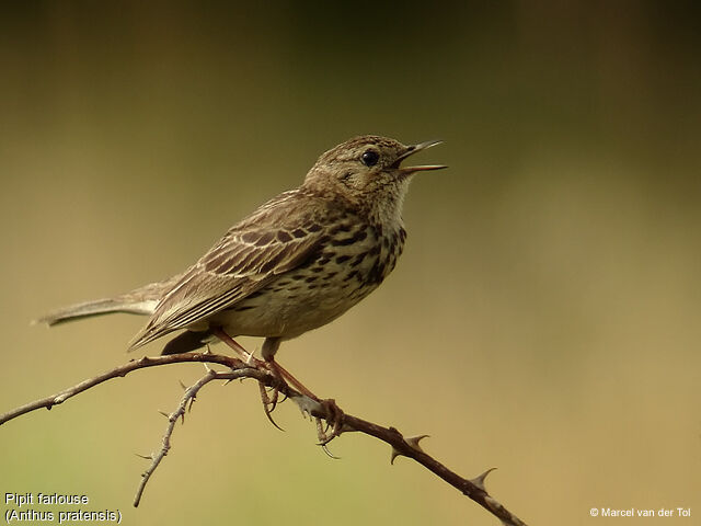 Pipit farlouse