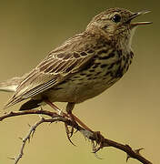 Pipit farlouse