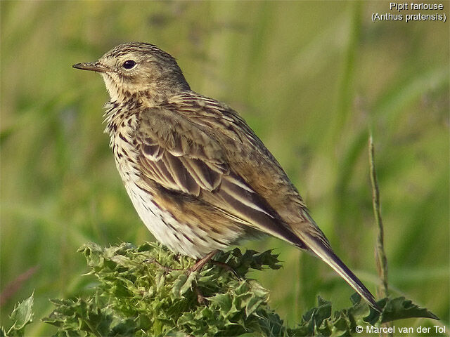 Pipit farlouse